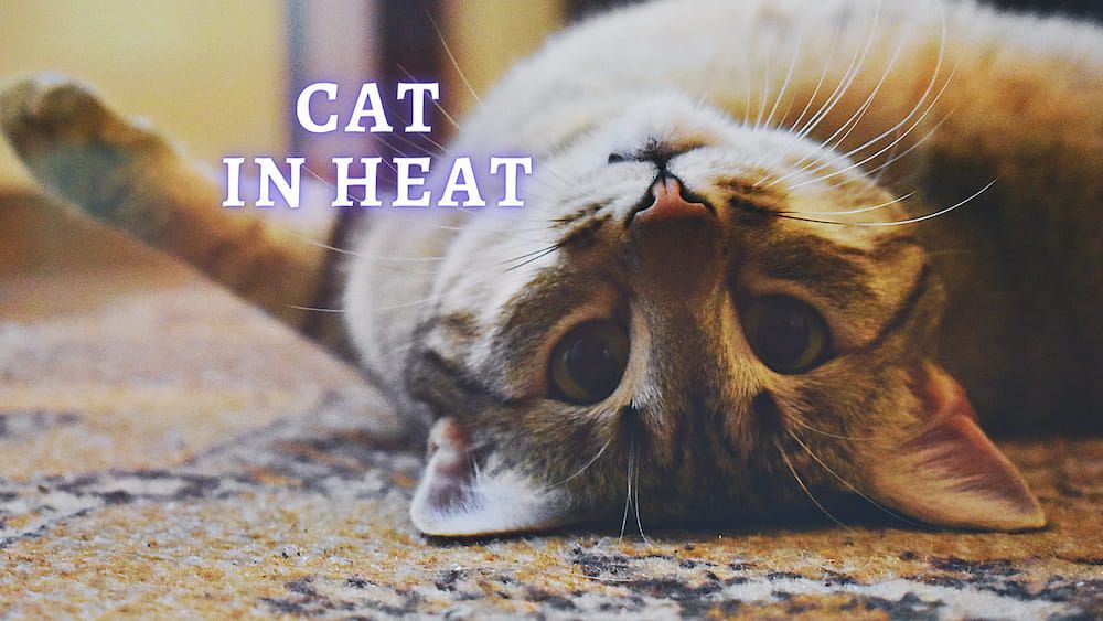 Cat in Heat Help : How long does a Cat stay in Heat (Vet Advice)