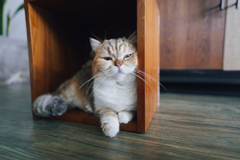 Can Cats Get Kennel Cough? Vet Approved Advice