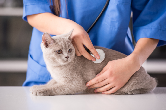 cat kidney disease