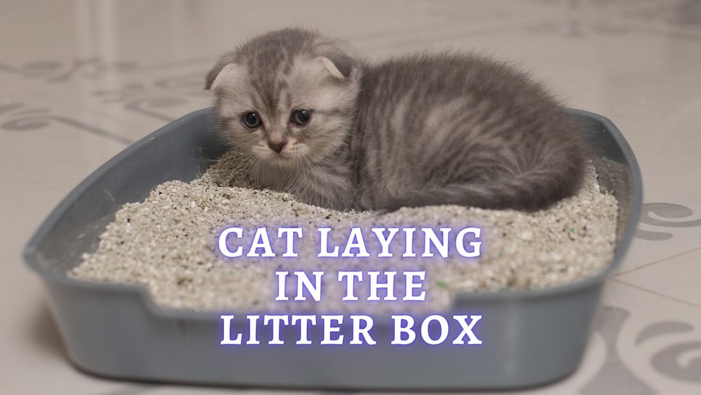 cat laying in the litter box