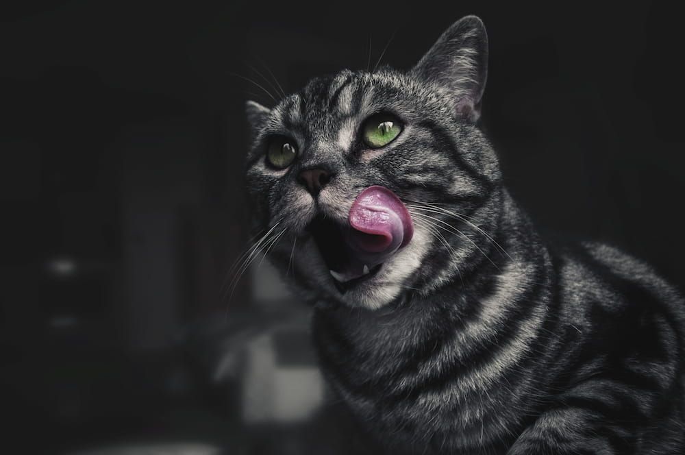 cat licking and smacking lips