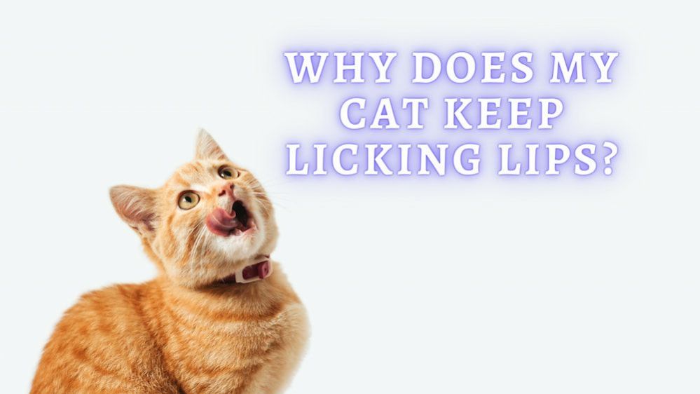 Cat Licking Lips Why does my Cat keep Licking his lips a lot