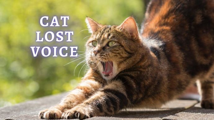 cat lost voice