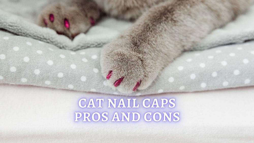 cat nail caps safe