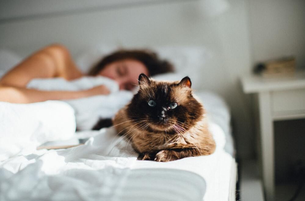 Why Did My Cat Poop On My Bed? Health and Behavior Reasons