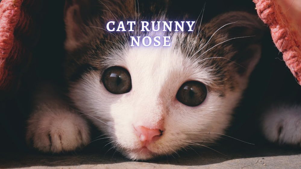 Cat Runny Nose Common Causes, Treatment and Prevention