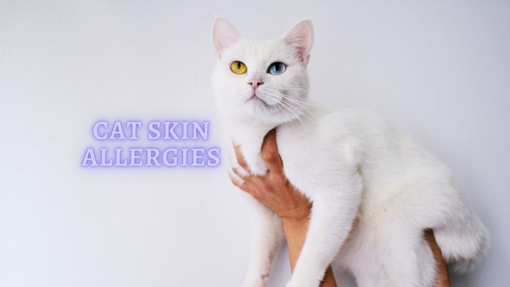 ᐈSkin Allergies in Cats Symptoms How to Treat Cat Skin Allergy