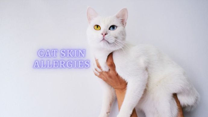 cat skin allergies - atopy