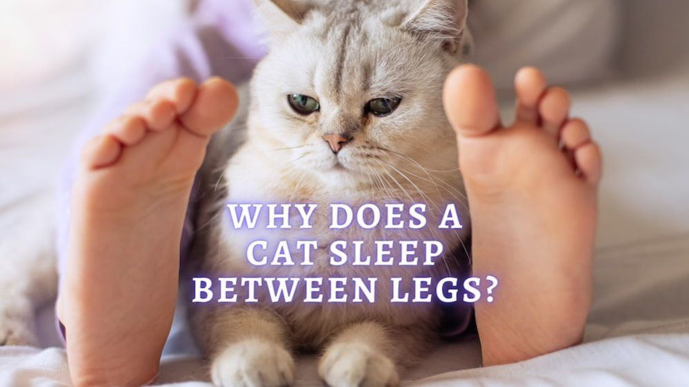 7-reasons-why-does-cat-sleep-between-legs