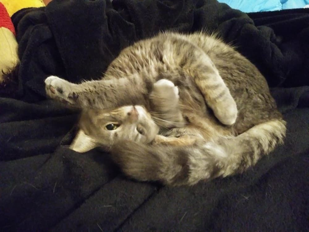 cat sleeping positions contortionist