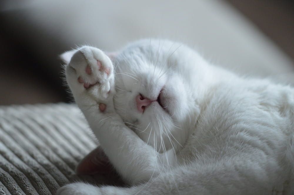 cat sleeping positions paw acrosse the face