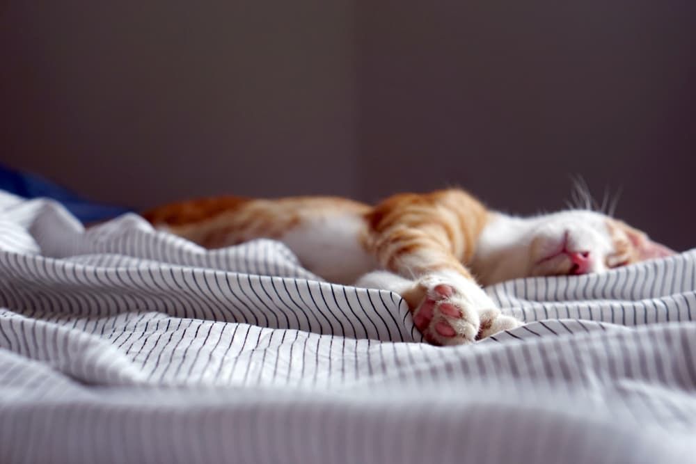 cat-in-sleep-meaning-cat-meme-stock-pictures-and-photos