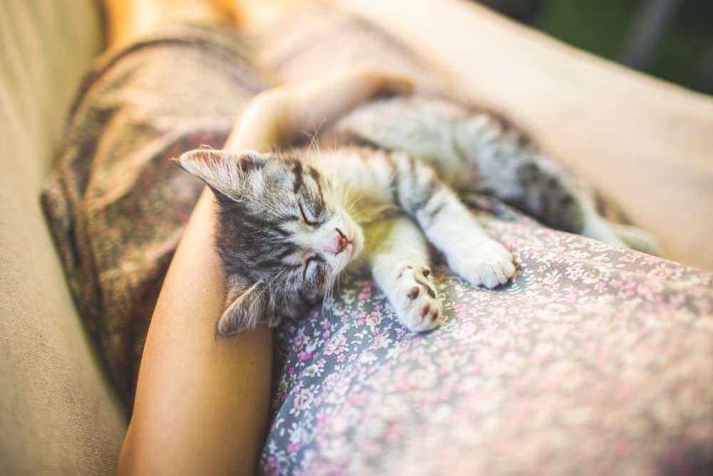 cat sleeping positions-sleeping on you