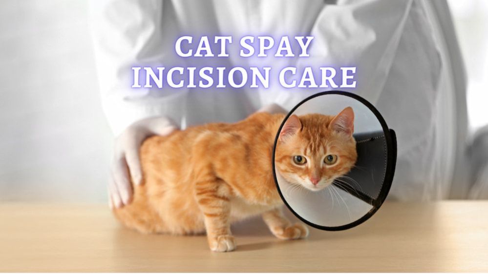 Cat Spayed Aftercare Cone at Carol Hutchison blog