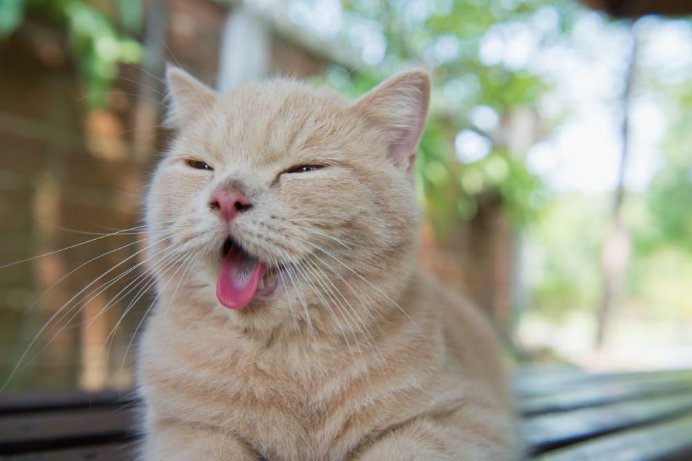 cat stick out tongue