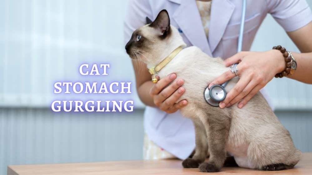 Сat Stomach Gurgling Why Does my Cat's Stomach Make Noise