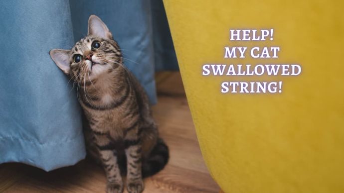cat swallowed string