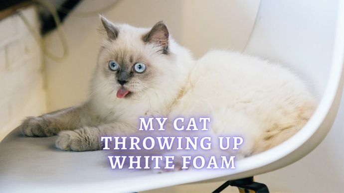 cat throwing up white foam