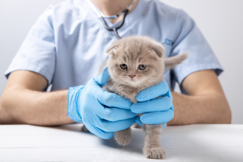 Toxoplasmosis in Cats Symptoms Can i get toxoplasmosis from a Cat