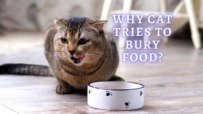 cat tries to bury food