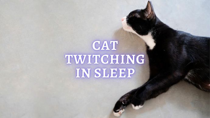 cat twitching in sleep