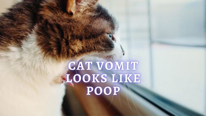 cat vomit looks like poop