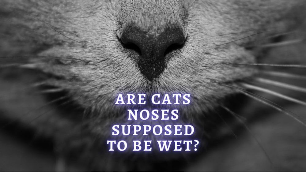 Cat Wet Nose Is it a cat's wet nose, or a runny nose?