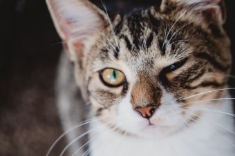 ᐉ Cat Winking: Why Does My Cat Keep Winking At Me?