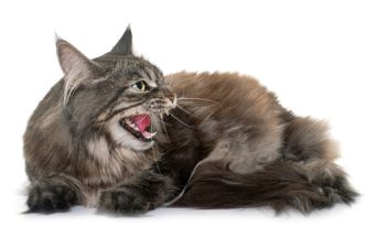 ᐈ Cat Yowling: Causes Why does my Cat yowl at Night