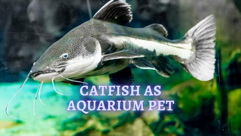 catfish as aquarium pet