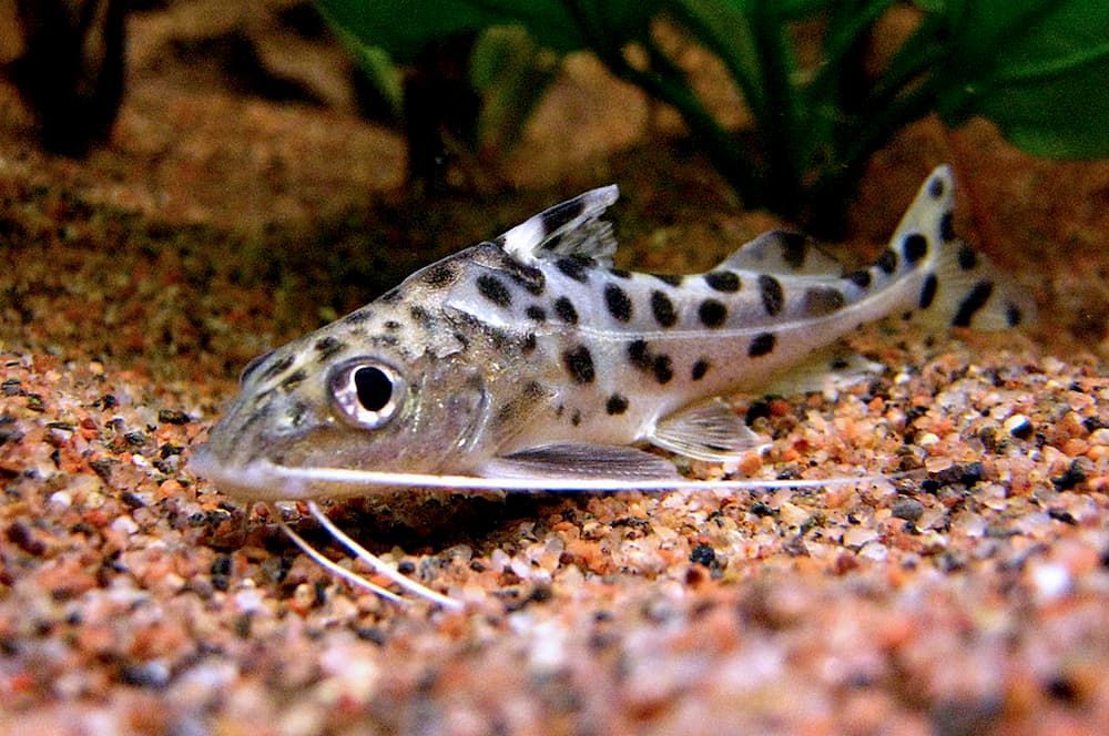Tropical Community Fishes: Best Fish for Community Tank - Catfish Community Aquarium
