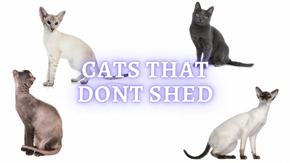 16 Cat Breeds That Don't Shed