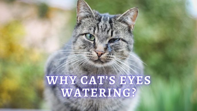 cats watery eyes