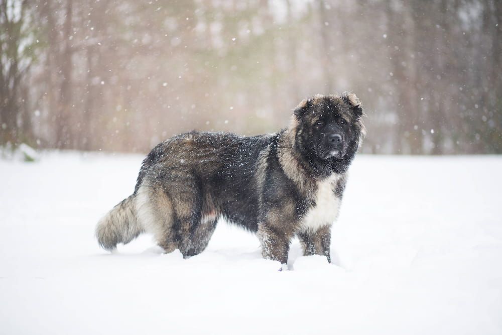 caucasian shepherd dog