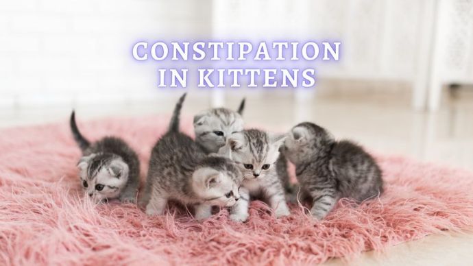 causes of constipation in kittens