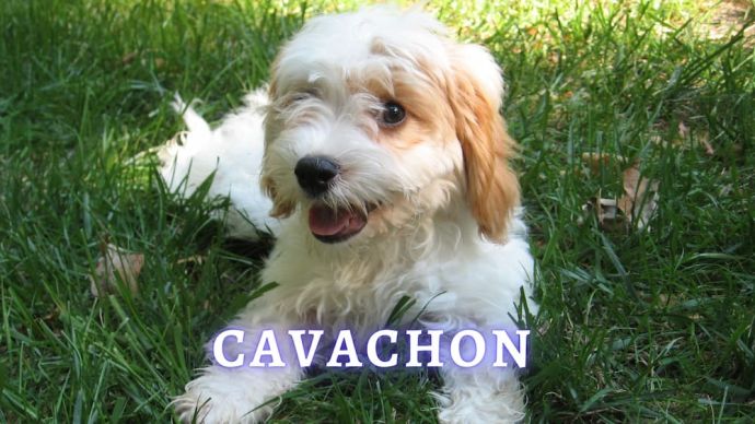 cavachon dog breed