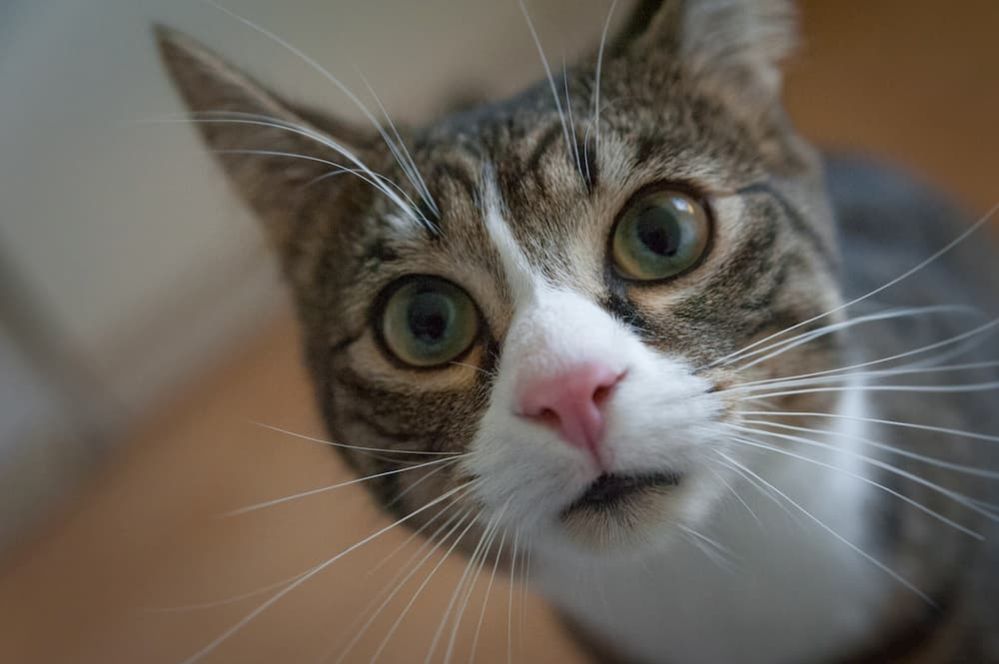 How To Tell If Your Cat Is Sick How Do I Know When My Cat Is Ill 