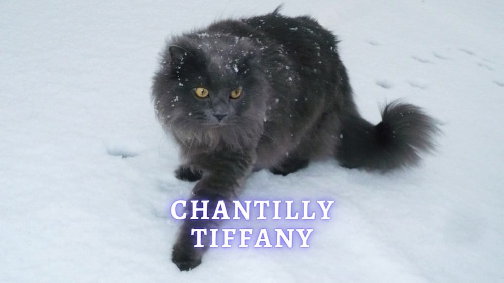 ChantillyTiffany Cat Breed Traits, Fan Info and Care
