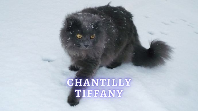chantilly tiffany
