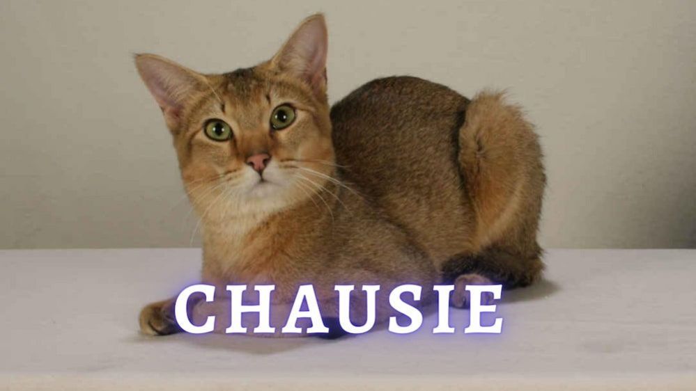 Chausie: Chausie Cat Breed ⇒ Personality ⇒ Activity Level ⇒ Care