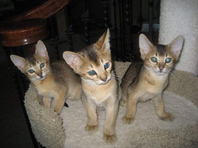 Chausie: Chausie Cat Breed ⇒ Personality ⇒ Activity Level ⇒ Care