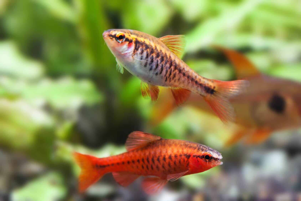 cherry-barb-fish-for-the-best-freshwater-aquarium-combination