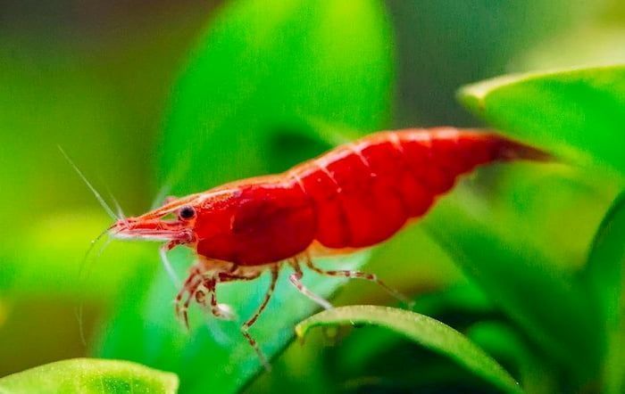 Best Shrimp for Freshwater Aquarium: Shrimps for Planted Aquarium Review