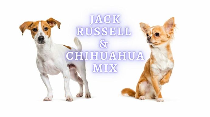 chihuahua jack russel mix