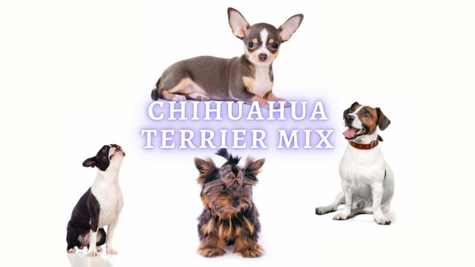 chihuahua terrier mix breed profile
