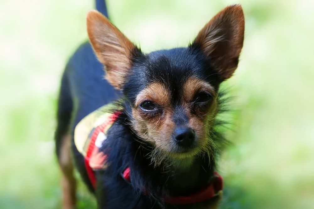 chihuahua yorkshire terrier mix