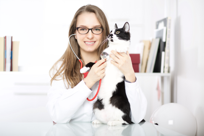 choose veterinarian for cat