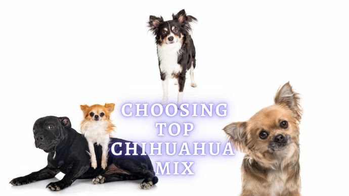 choosing top chihuahua mix