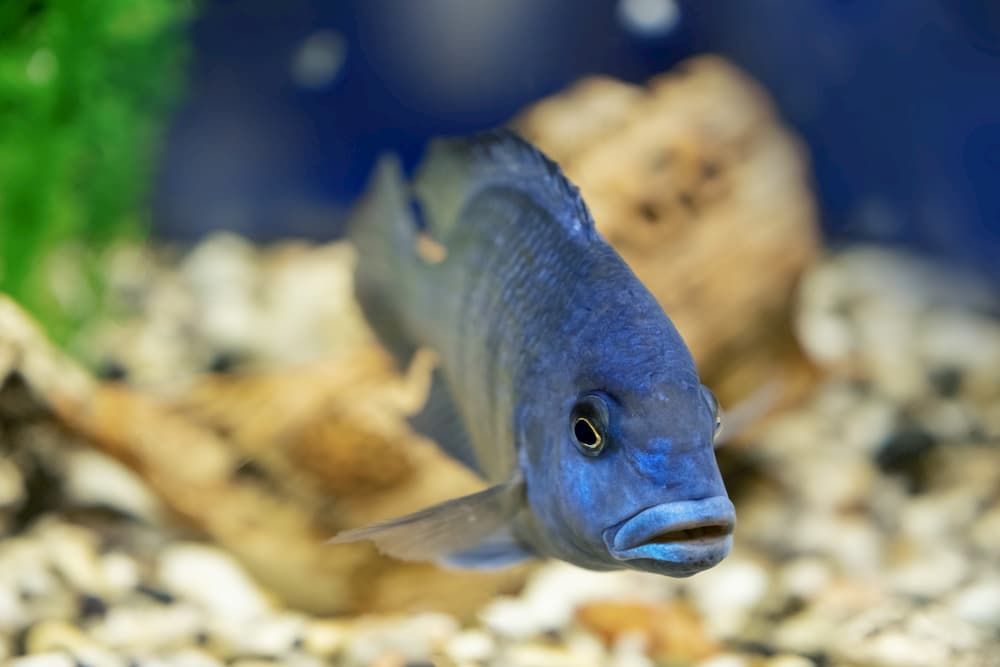 clean a freshwater fish tank