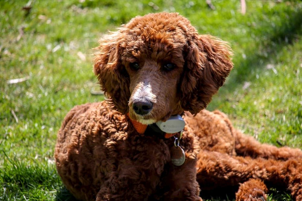 what are the best clippers for poodles